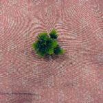 Banarasi Brocade Fabric - Muted Peach